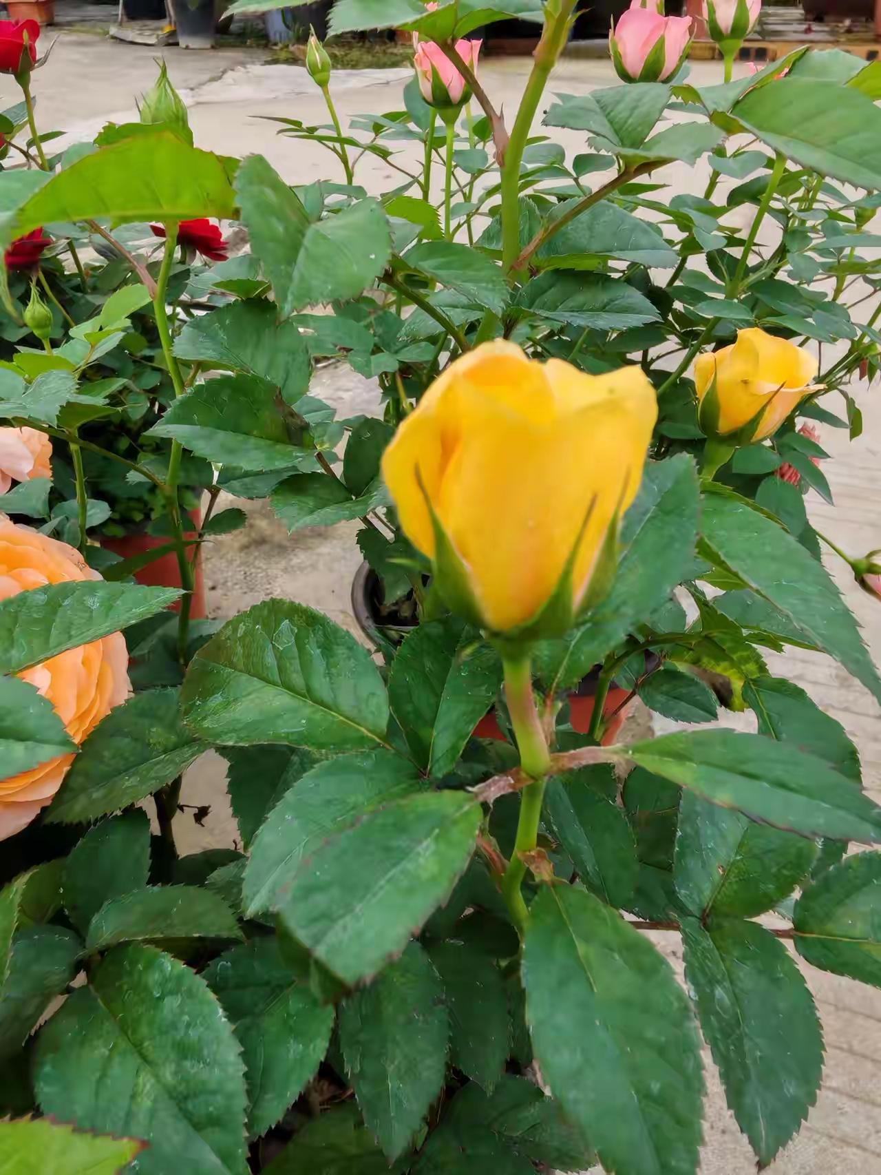 一个想离婚的男人我的婚姻十三年了，去年又来一个小宝贝，一家人都很开心。但是这