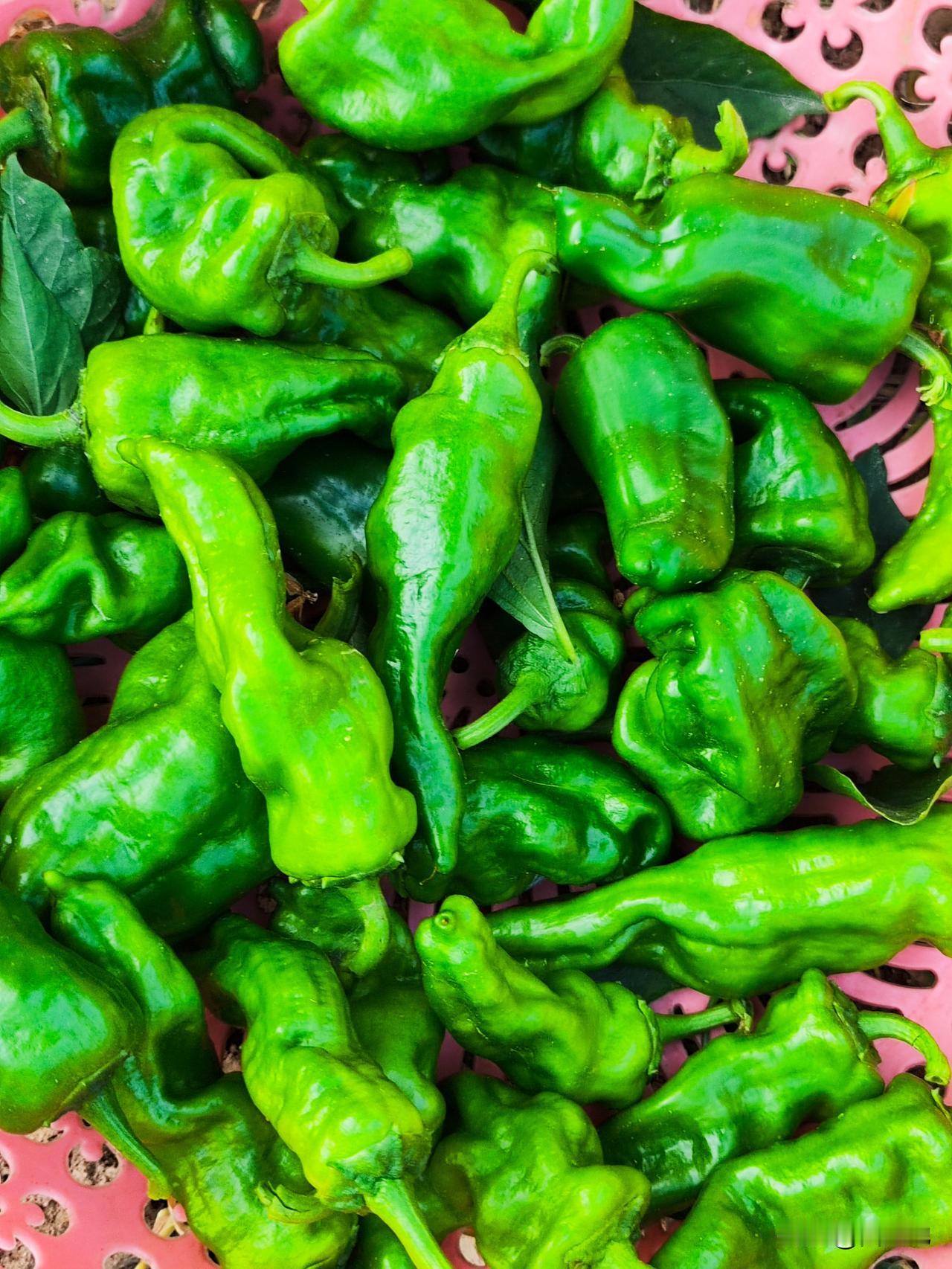 小菜园瓜果蔬菜扎堆而来，辣椒🌶️，茄子🍆，苦瓜，丝瓜，豇豆等均进入盛果期，摘