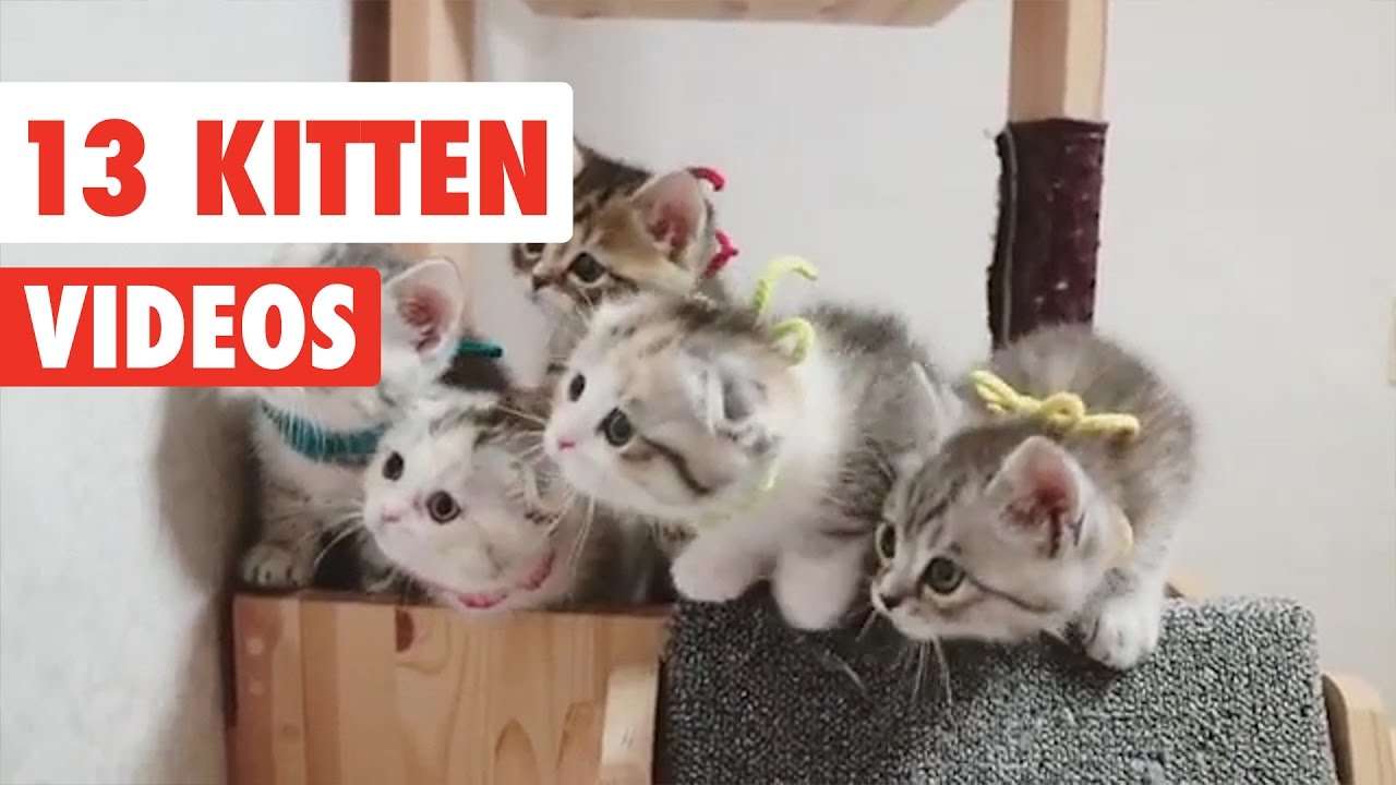 15695656129214937663.jpeg?id=0