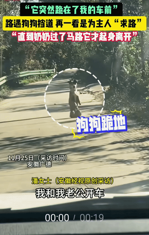 “太有灵性了！”安徽广德，女子和老公开车在乡村小道上。突然，有一只狗狗跪在他们车