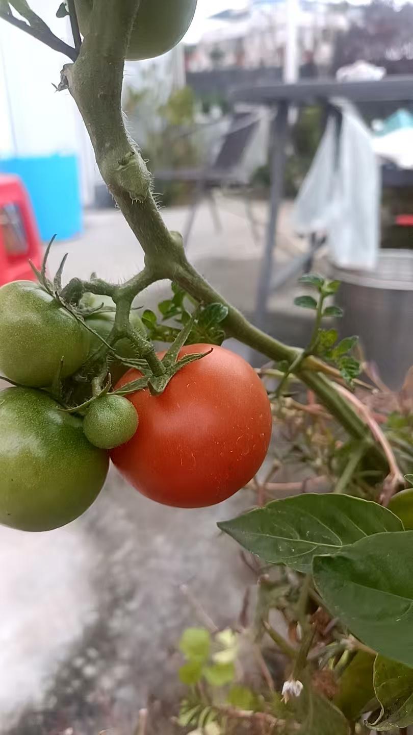 自家楼顶种的西红柿，终于要有收获了，没有农药化肥，纯天然的[大笑]