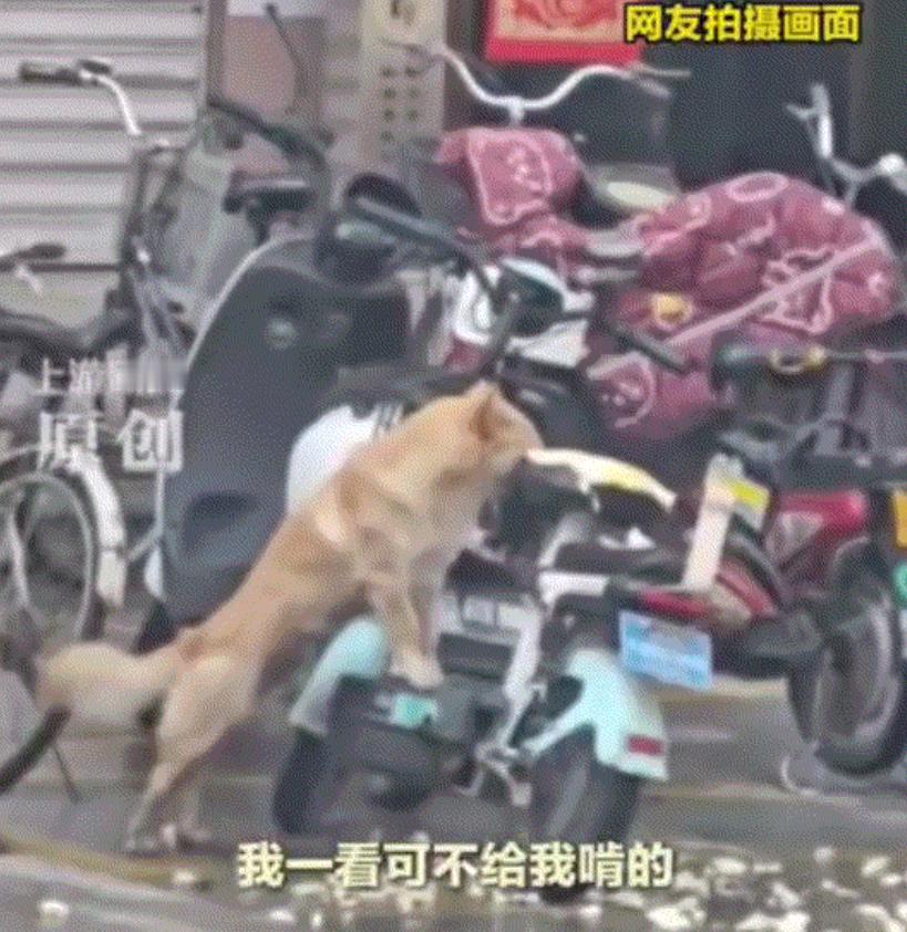 哭笑不得，辽宁，一大姐骑电动车出门时，一只狗子则一直跟随在大姐车子后面，之后大姐