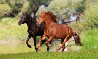 中国每年有470万匹马被屠宰，可是在国内几乎看不到有人吃马肉，这些马肉都去哪了？