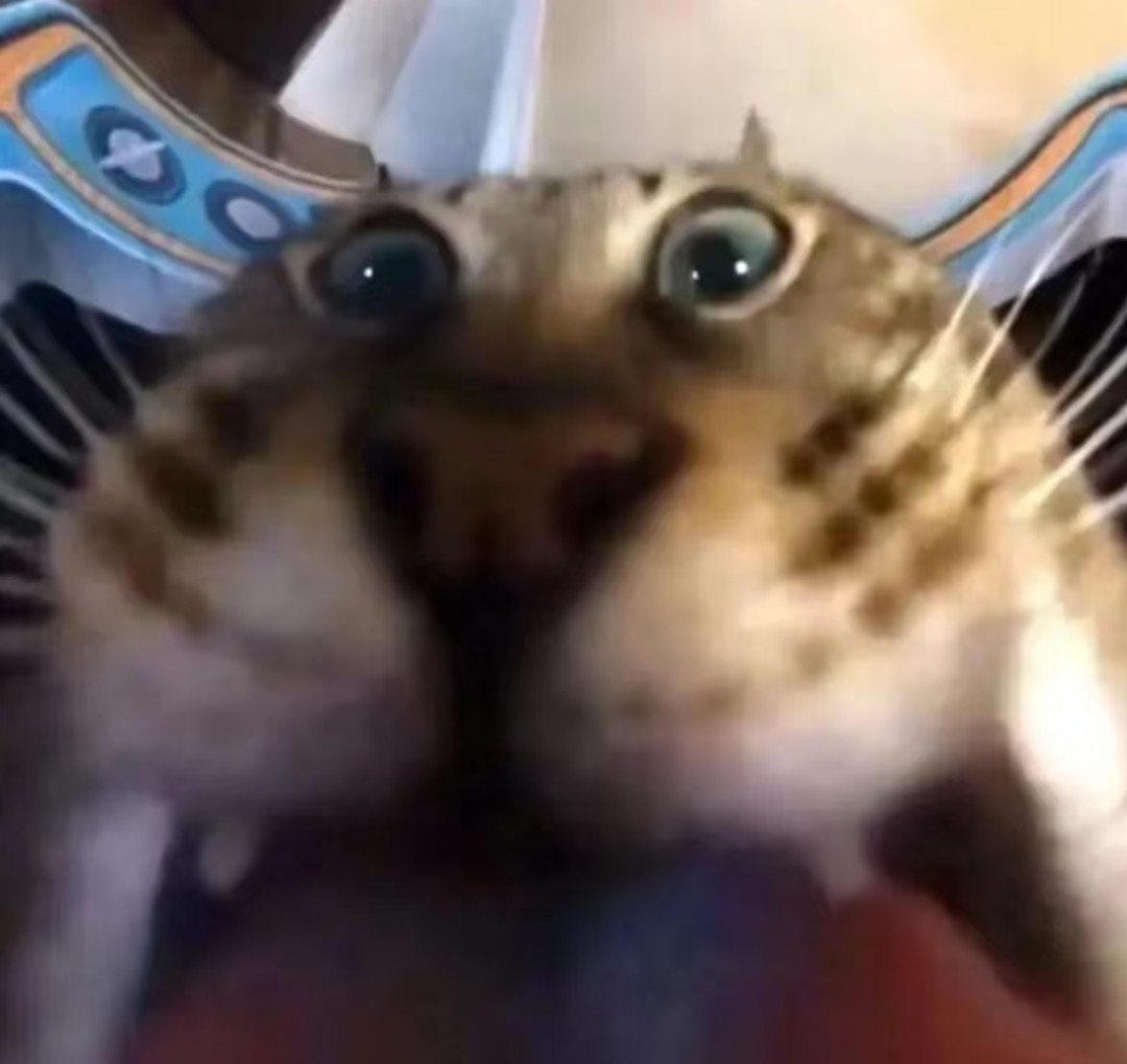 你们要的丑猫咪表情包