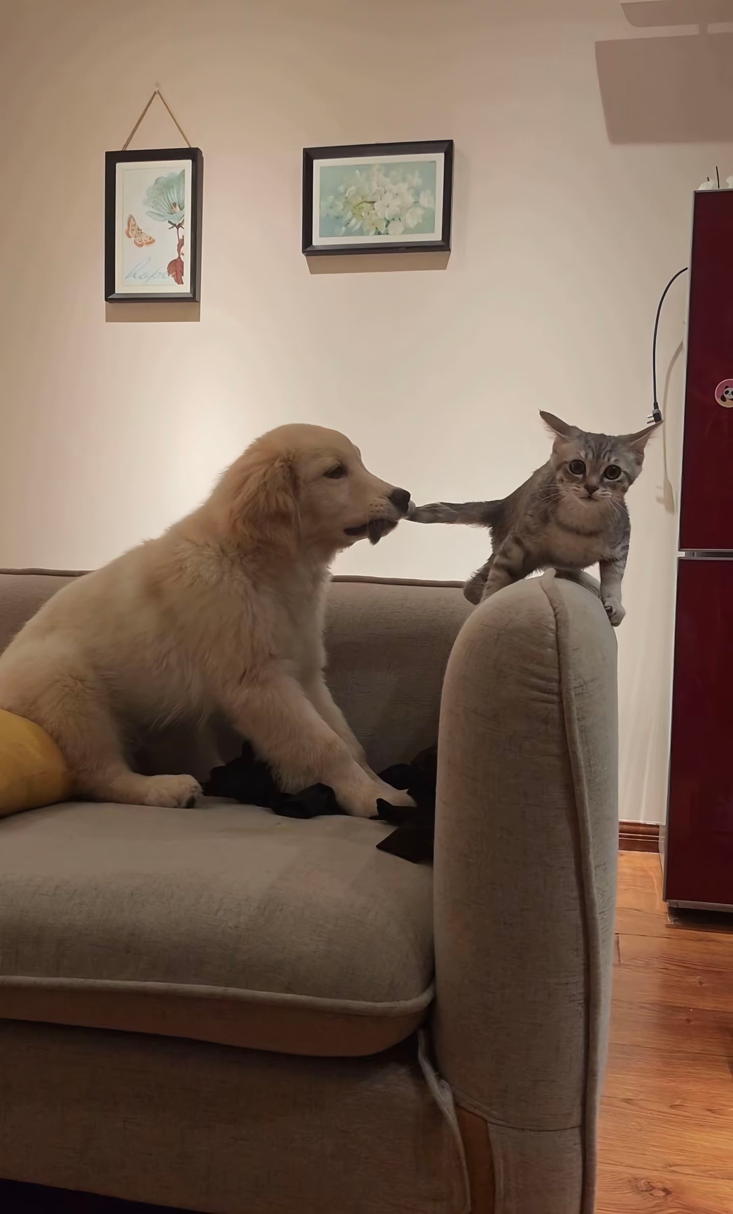 猫-:妈妈！你看他！你快看他啊！！！[捂眼睛]​​​