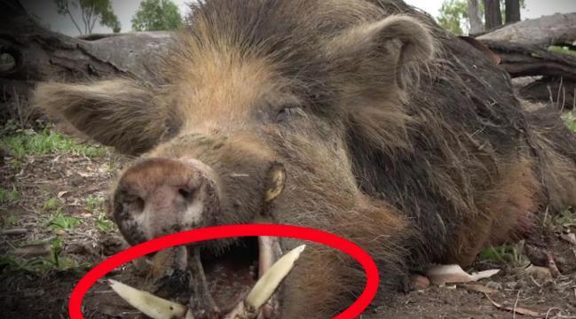 为什么家猪放生一年后，会变成有獠牙的野猪？其实很多人都不知道，家猪几乎是唯一跑到