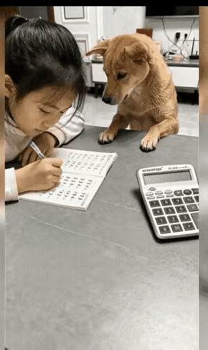 家里的狗狗每天都陪小女孩写作业，看到女孩有一道数学题迟迟算不出来，一脸为难的样子