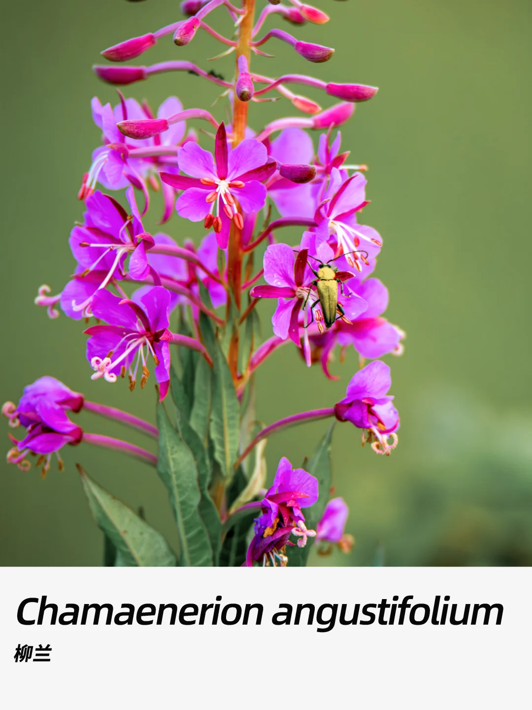 带你每天认识一种花材441｜柳兰