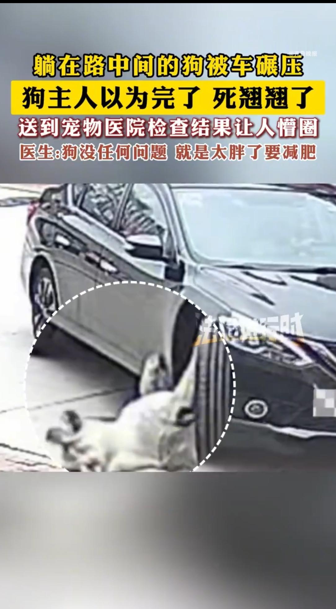 杭州惊现“胖犬奇迹”：128斤狗子被车碾，竟只需要减肥？10月2日的杭州街