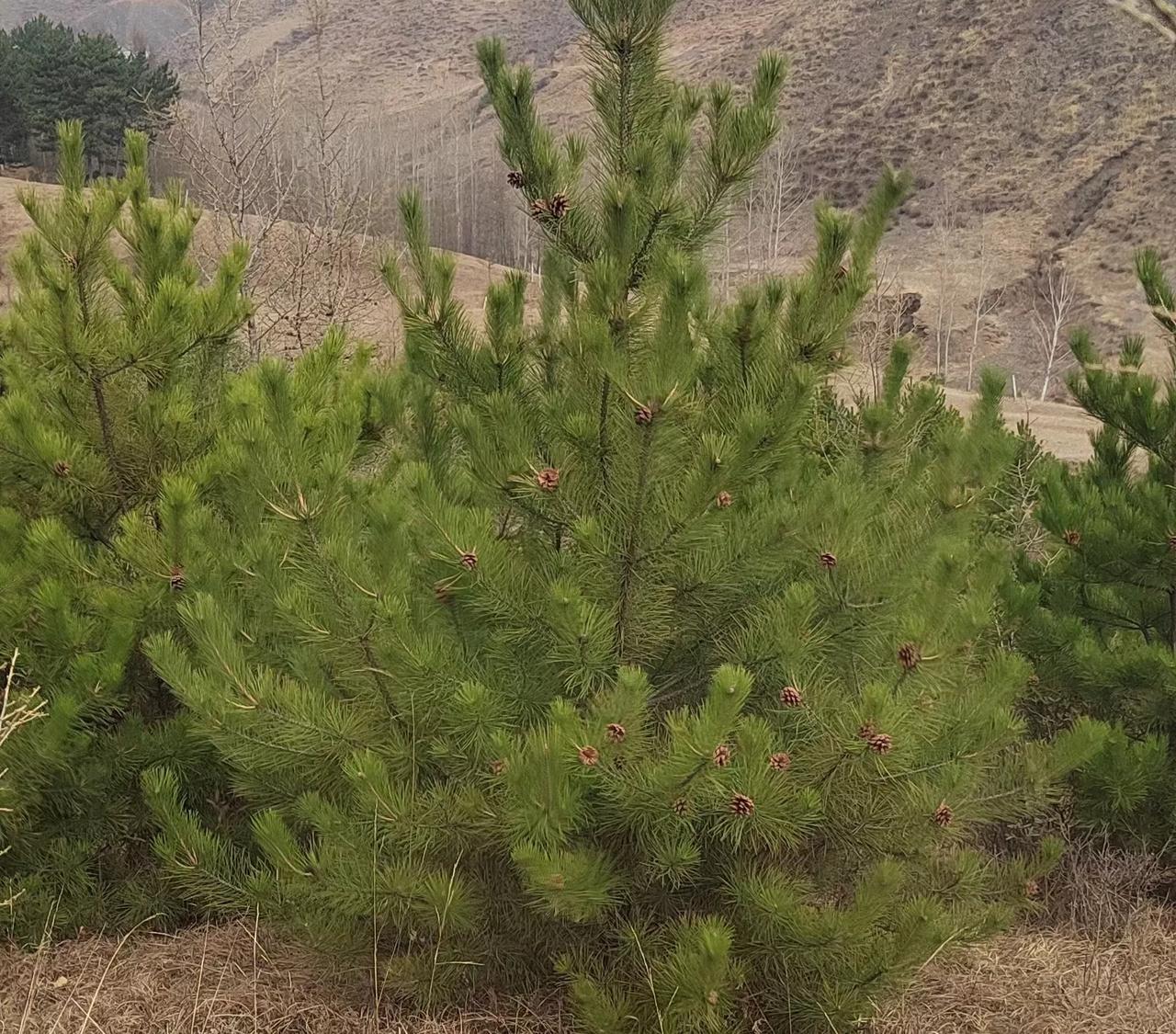 云南菜没有最野，只有更野，都说云南菜是得了神农的真传[红脸笑]之前在云南住的时候