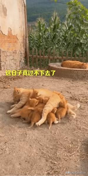 “母猫：就你睡得香，老娘累得没睡过一次好觉。”听这母猫的“吐槽”，是不是特逗？但
