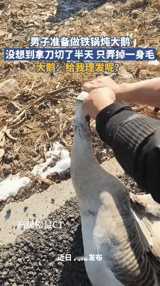 一名男子兴冲冲准备做铁锅炖大鹅，拿着刀对着大鹅的脖子忙活半天，结果一刀下去没伤到