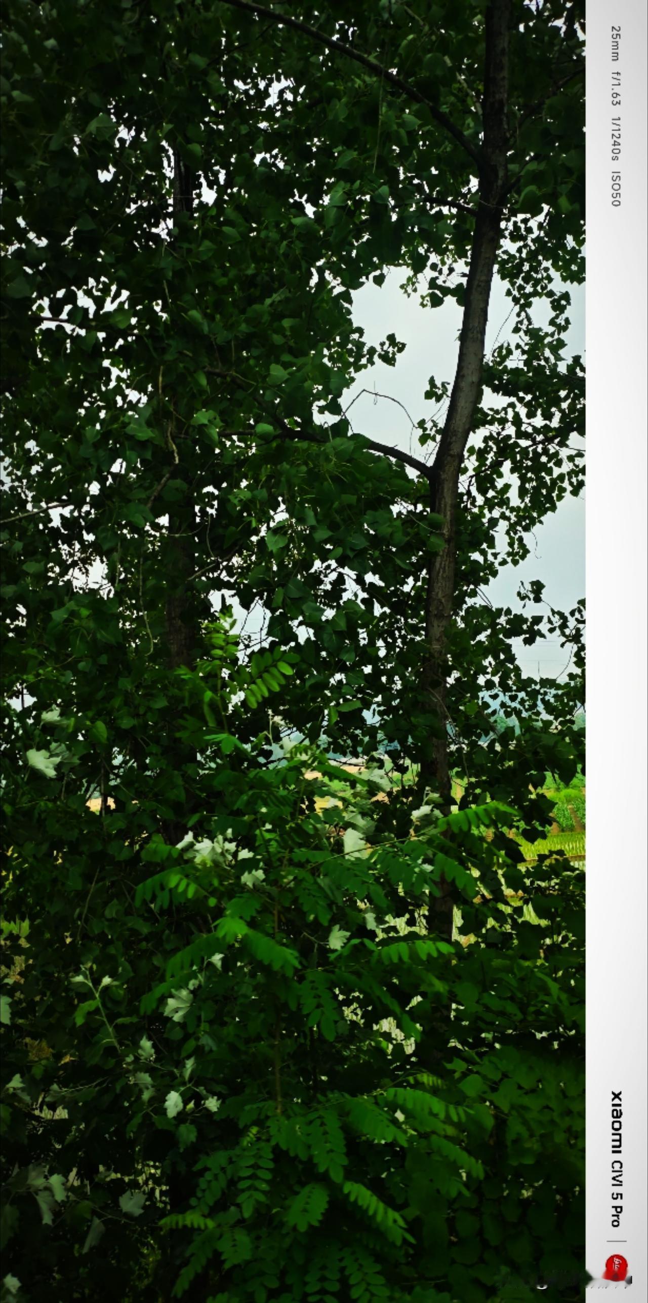 阴天，一切都无忧无虑。“夏首云物变，雨馀草木繁。”放眼漫山遍野的绿植，得到了最强