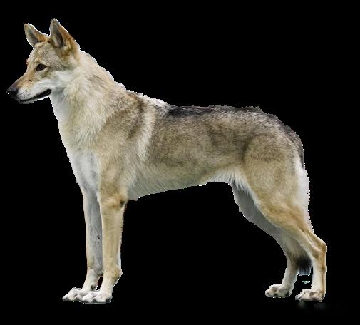 河南一捷克狼犬咬死女童 主人获刑