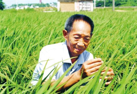 为何袁隆平的杂交水稻那么有名，可市面上却买不到呢？一位教授告诉我：说句不好听的，