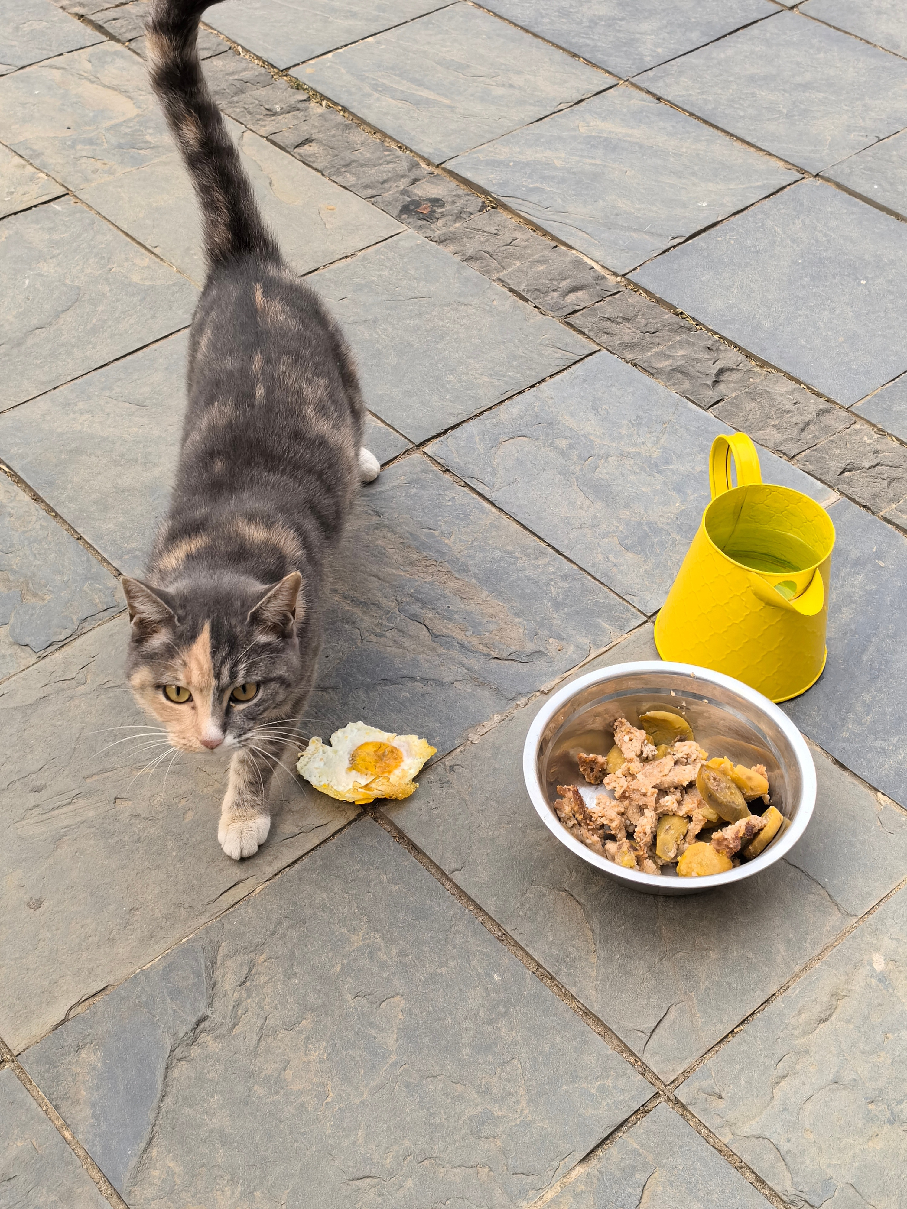 过去几个月出差强度太大了，这个月我打算宅在家里喂猫…非常治愈心灵…
