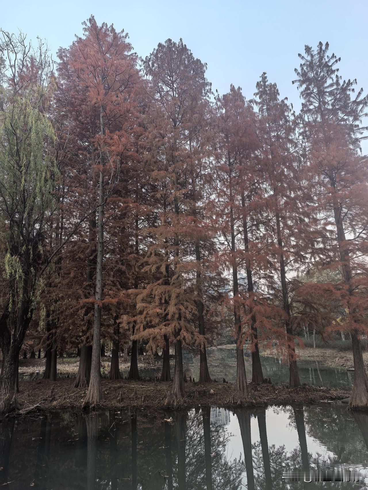 无人机又闯祸了。这次不是飞到8000米高空，网上报道青海3人用无人机5天捕杀