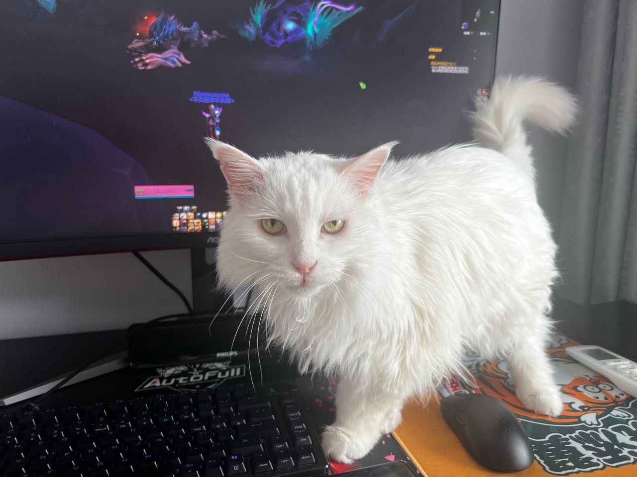 13年小屋领养走的猫咪娇娇步入老年了，流浪的毛孩子有缘和自己的家人相遇真的是一件