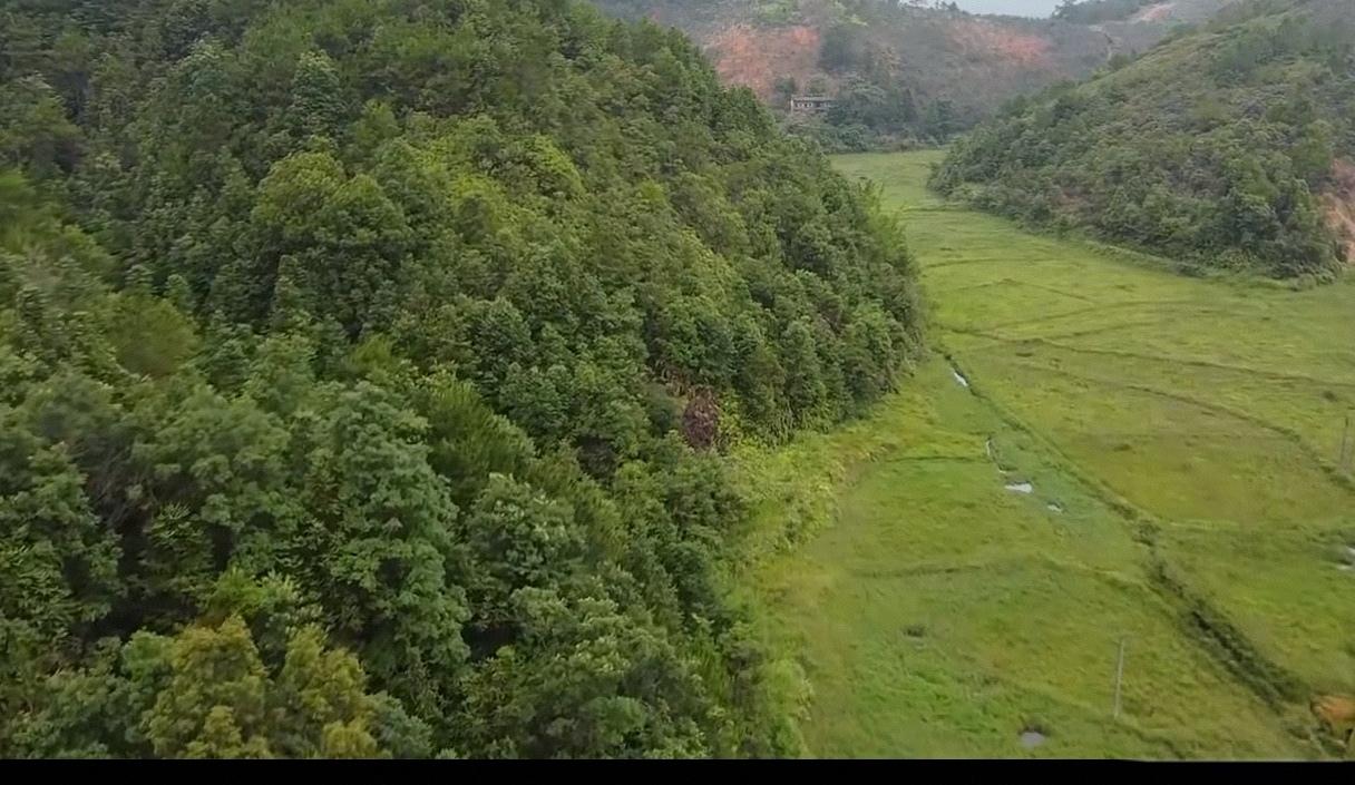 良田被抛弃，太可惜！这样的良田，插上秧就能有收成，可惜还是被抛弃。为什么？种田