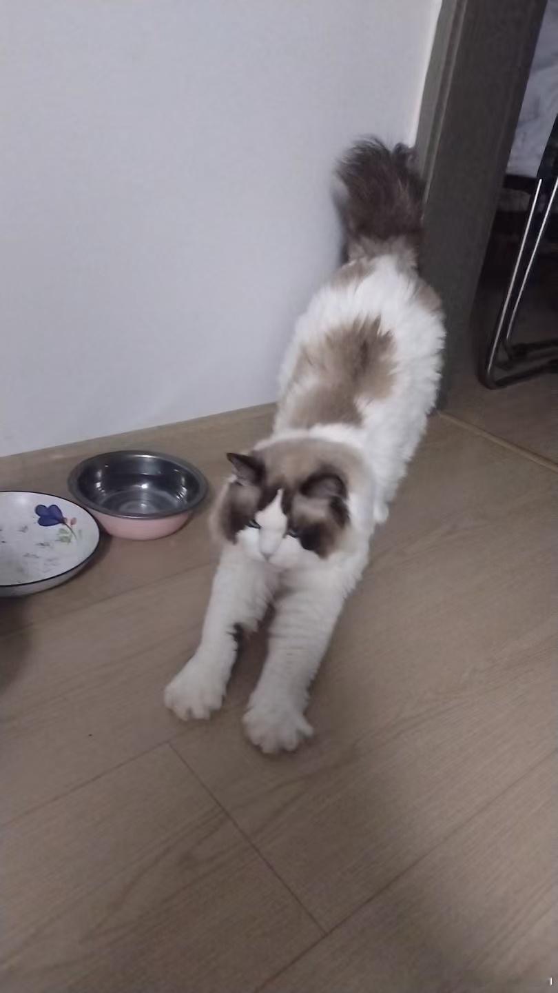 小虎这是要睡的架势！猫咪​​​
