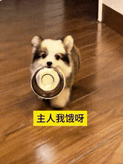 见过会撒娇的狗狗，第一次见这么懂事又可爱的干饭修勾！别的小狗饿了只会汪汪乱