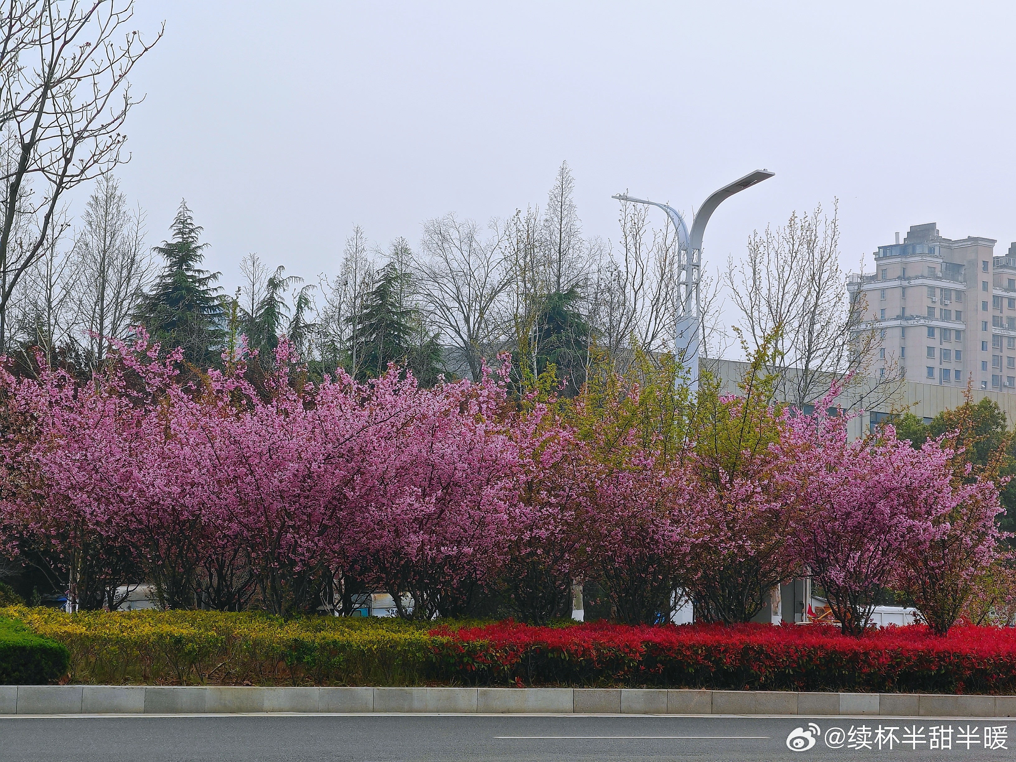 春意盎然，一场雨过后，花开的更艳了，就连蔬菜都更新鲜了。