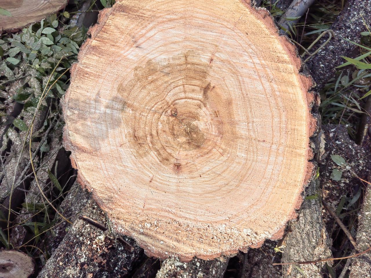 施工员小赵真是个小财迷，看到别人家的工地上在伐树，非要留几个菜墩，我说有这个功夫