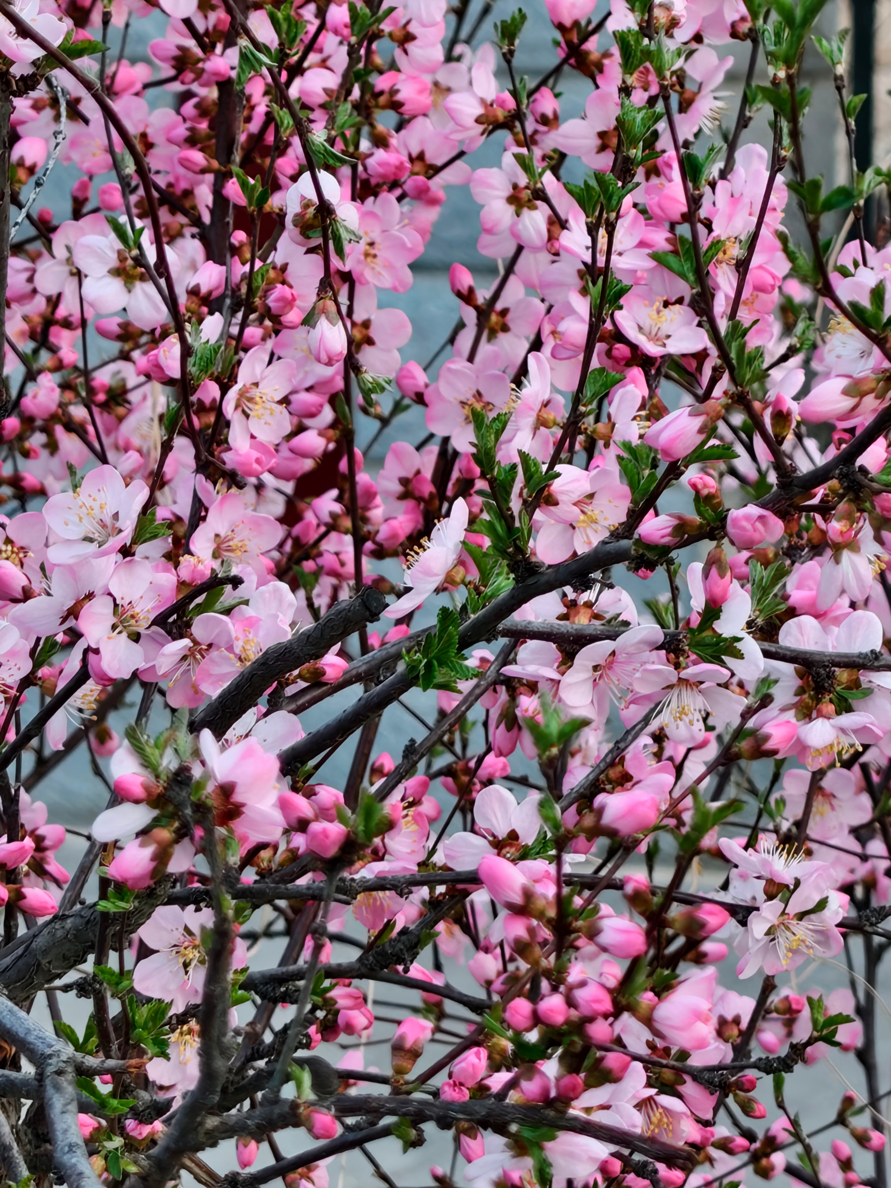 今天出门去感受了春天🌸