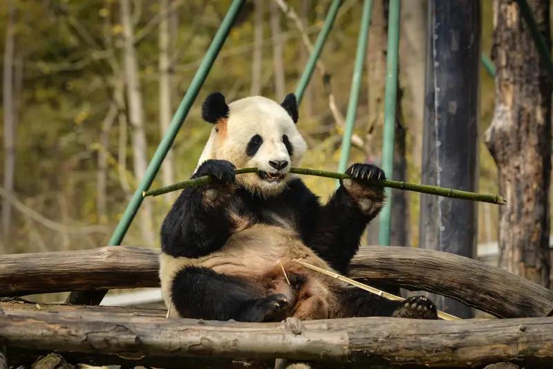 小日子：老大，你和熊猫不都谈好了吗？为什么还要挑衅熊猫？大漂亮：谈是谈好了，就