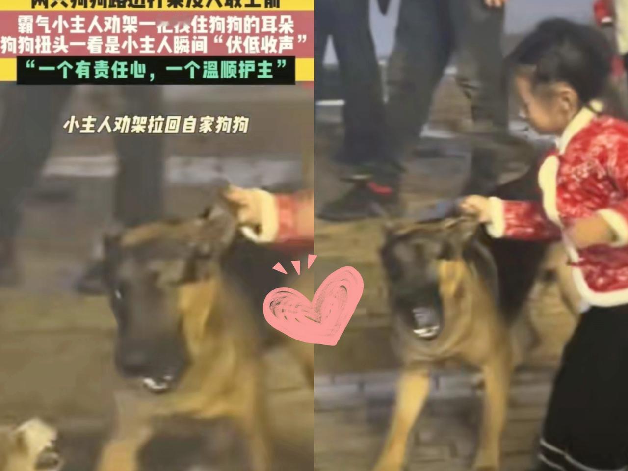 笑不活了！湖南5岁娃硬拽狗耳朵拉架，这波操作全网跪服！谁能想到，两只没牵绳的