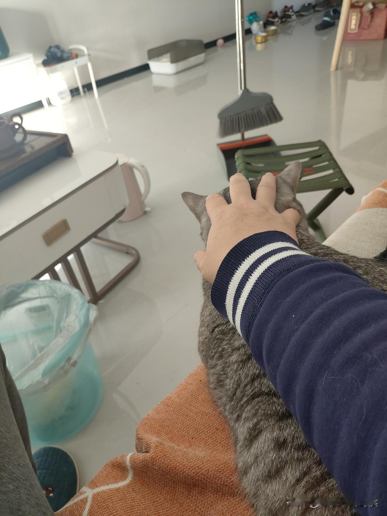 谁说我穷困潦倒我有最豪华鼠标别人穿金戴银而我手握肥猫可以指东打西可以