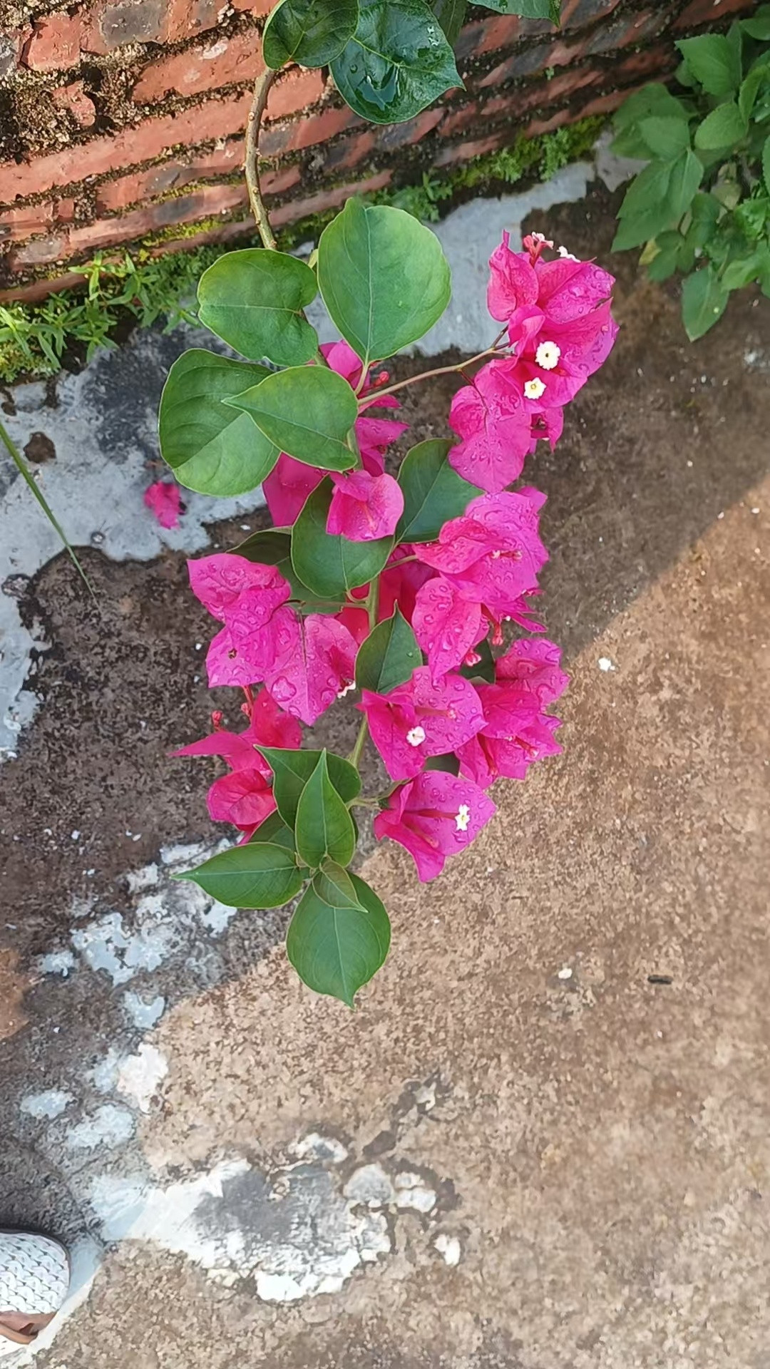 花开了