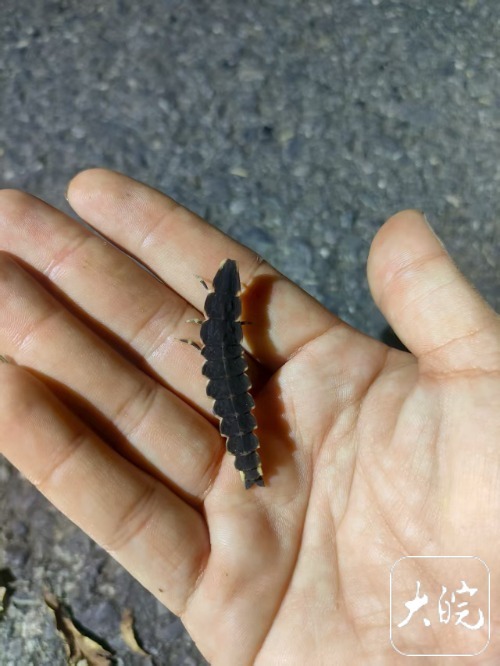 【#巢湖湿地首次发现大型萤火虫#】#大型萤火虫胸窗萤现身合肥#9月3日，大皖