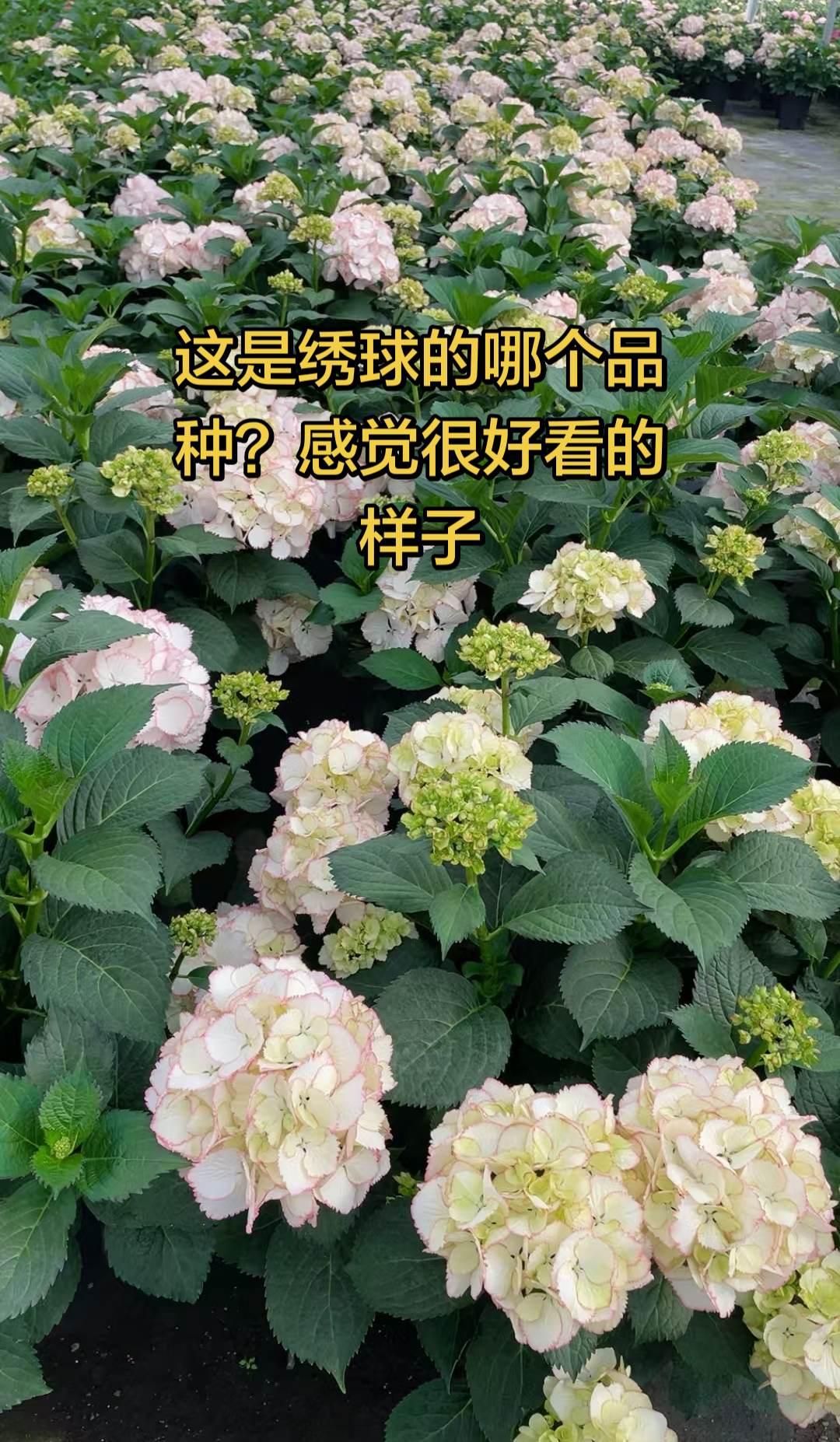 绣球种植基地绣球花的养殖方法大花绣球纯白绣球无尽夏绣球