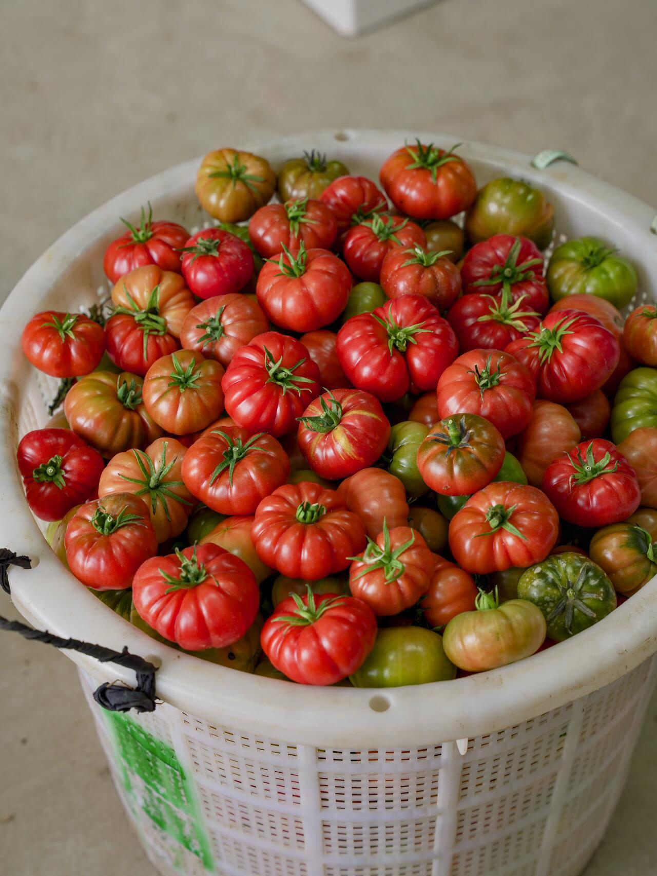 盐碱地种的番茄🍅