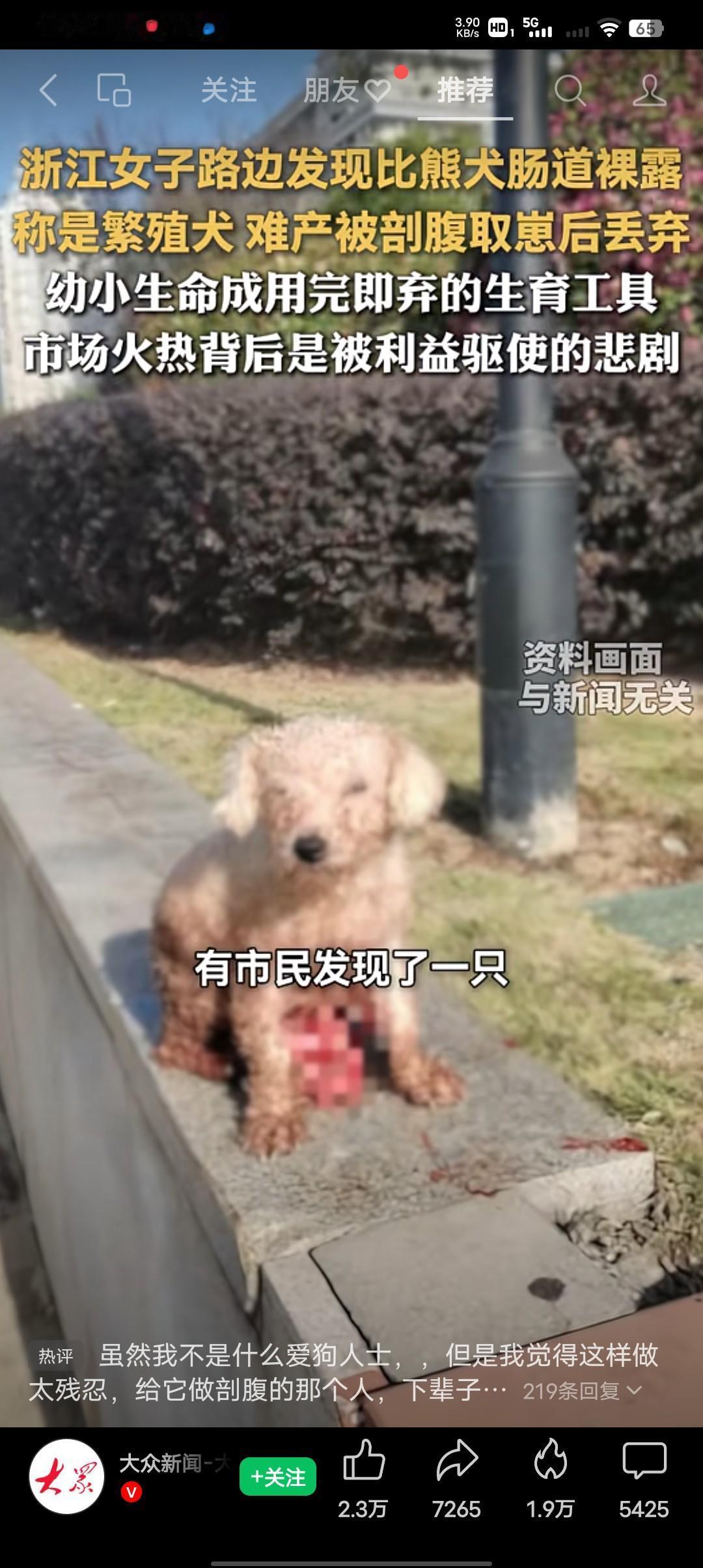怎么能有人可以这样的狠！浙江一女子在路边发现一只比熊犬肠道裸露在外，伤势惨不忍