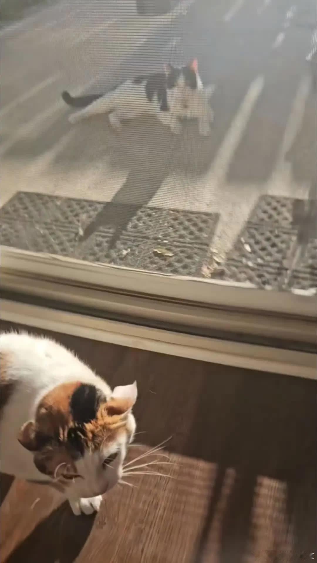 醋意这么大😦萌宠宠物