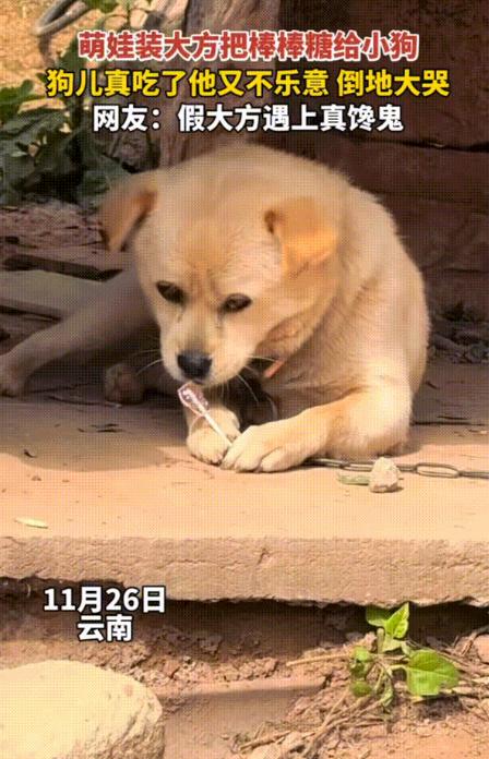笑不活！11月26日报道，云南一萌娃假装拿着棒棒糖给小狗，结果万万没想到的是馋嘴