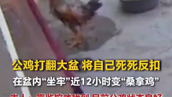 笑不活了，河南周口，一女子发视频分享，自家大公鸡在院子里游荡时，不慎打翻墙角的一