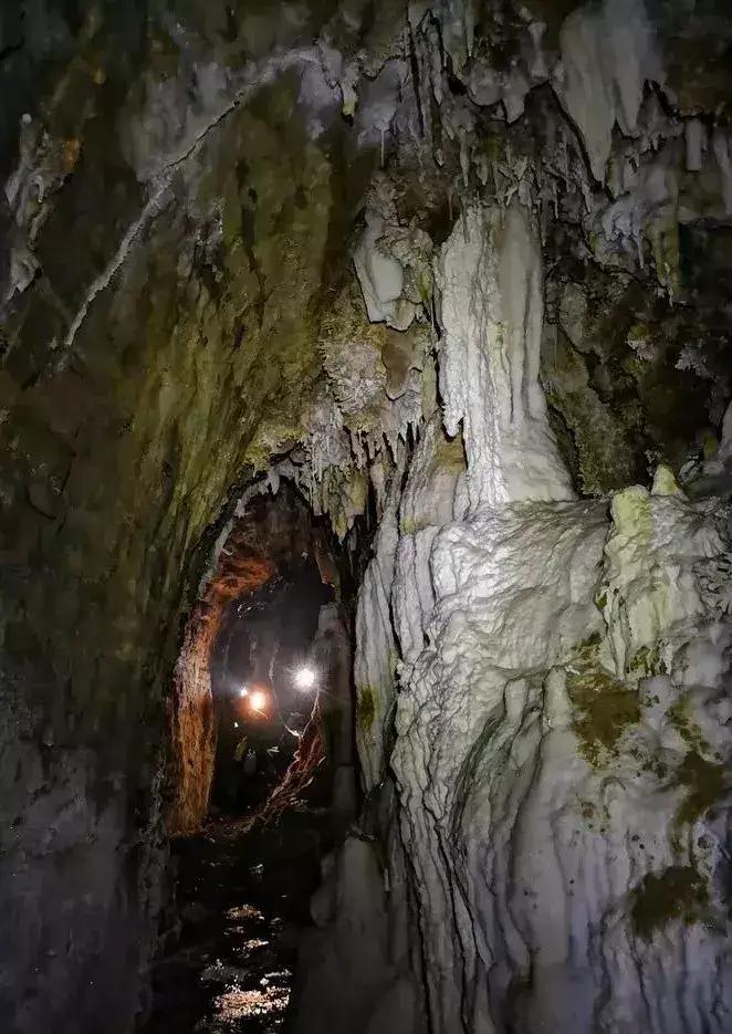 贵州地下100米惊现“反向森林”：树根朝下、树冠朝天，科学家连夜改教科书！0