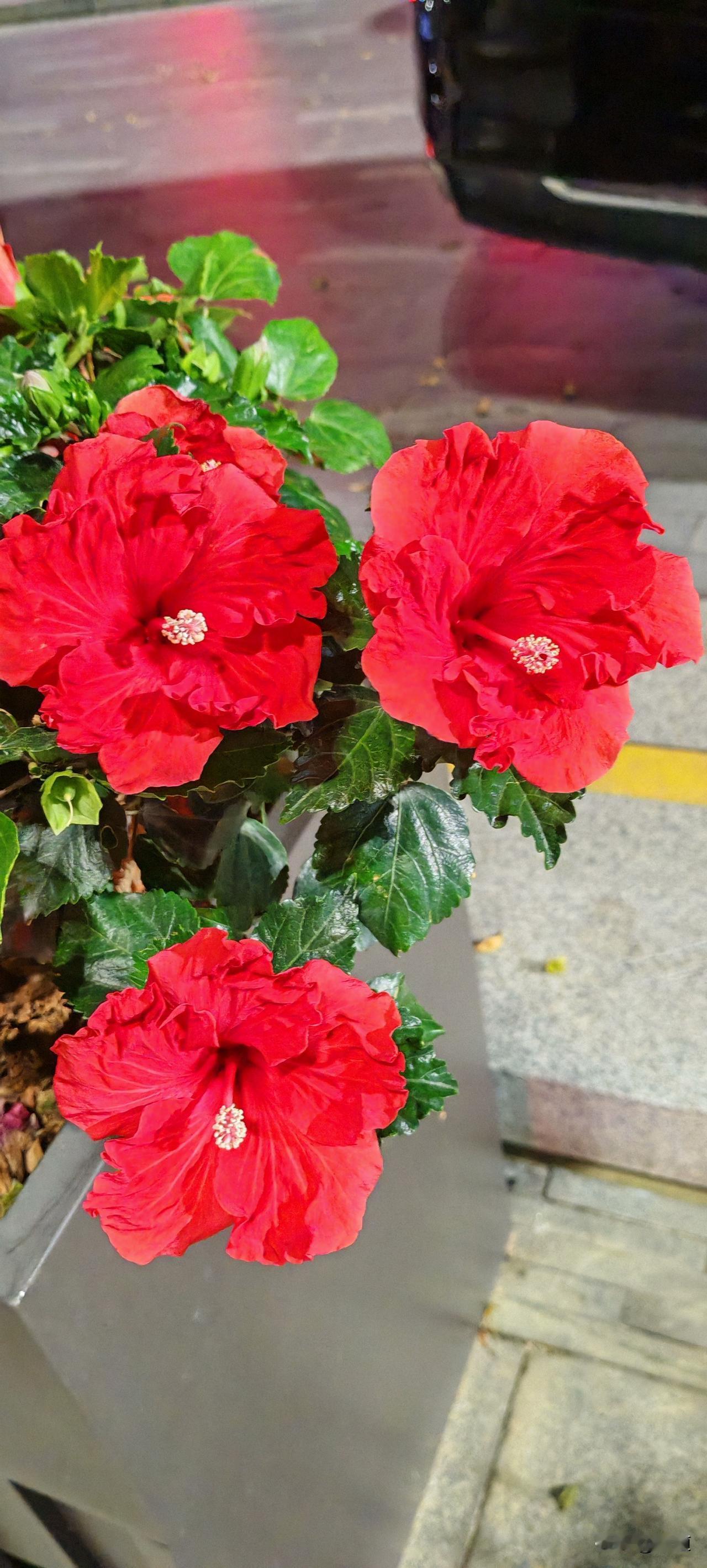 女子怀老三五个月时发现老公出轨，离婚，两个大的归前夫，在所有人都不让她生下老三时