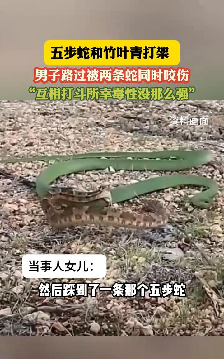 今天看到一个奇闻：两条蛇在路上打架，一条是五步蛇，一条是竹叶青，结果一个男子边走
