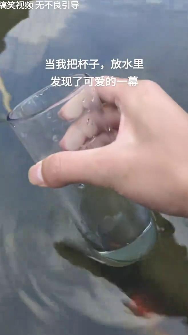 搞笑视频无不良引导。当我把杯子放水里，发现了可爱的一幕。