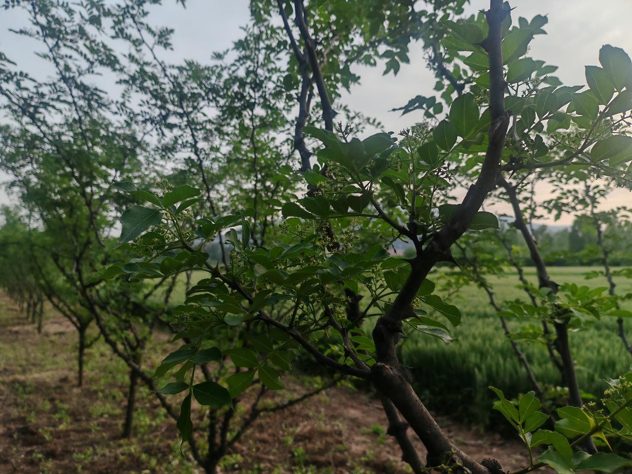 想看看你们拍的树初夏的田边，成排的皂荚树长势正好。深褐枝干上生着尖刺，嫩绿的叶片