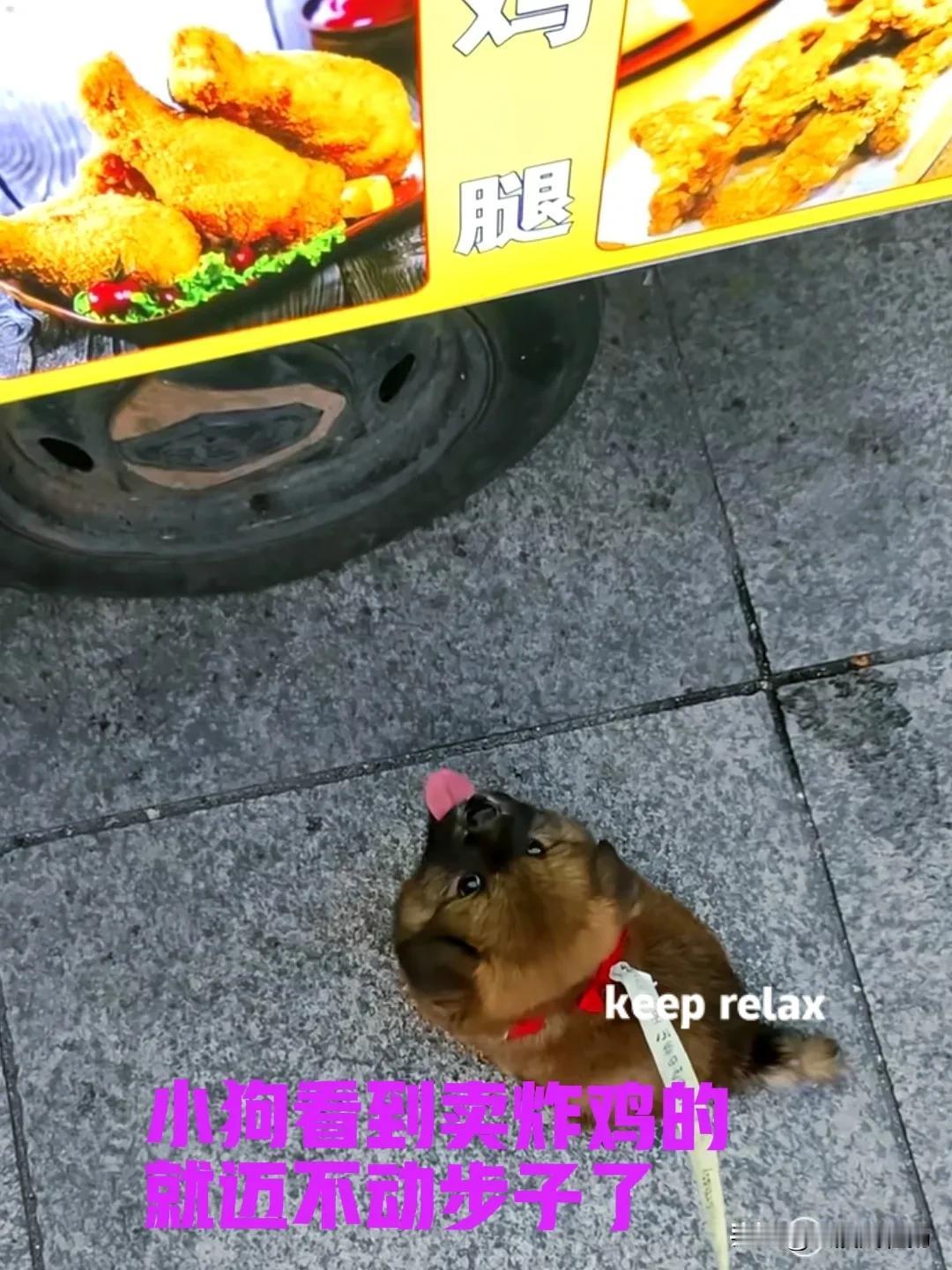每次带小狗出去散步，都要路过一个炸鸡摊位。老板是个小姐姐，很喜欢我家的小狗。每次