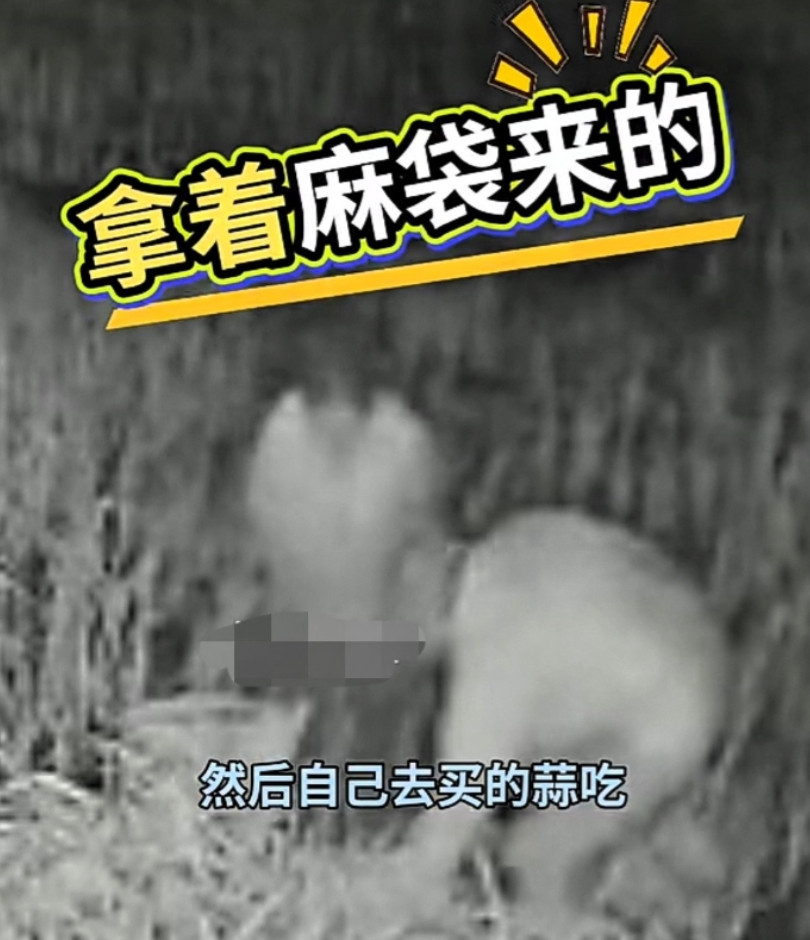“太缺德了！”山东烟台，70多岁老人辛苦种蒜，却连续被偷了3年，一气之下，女儿在
