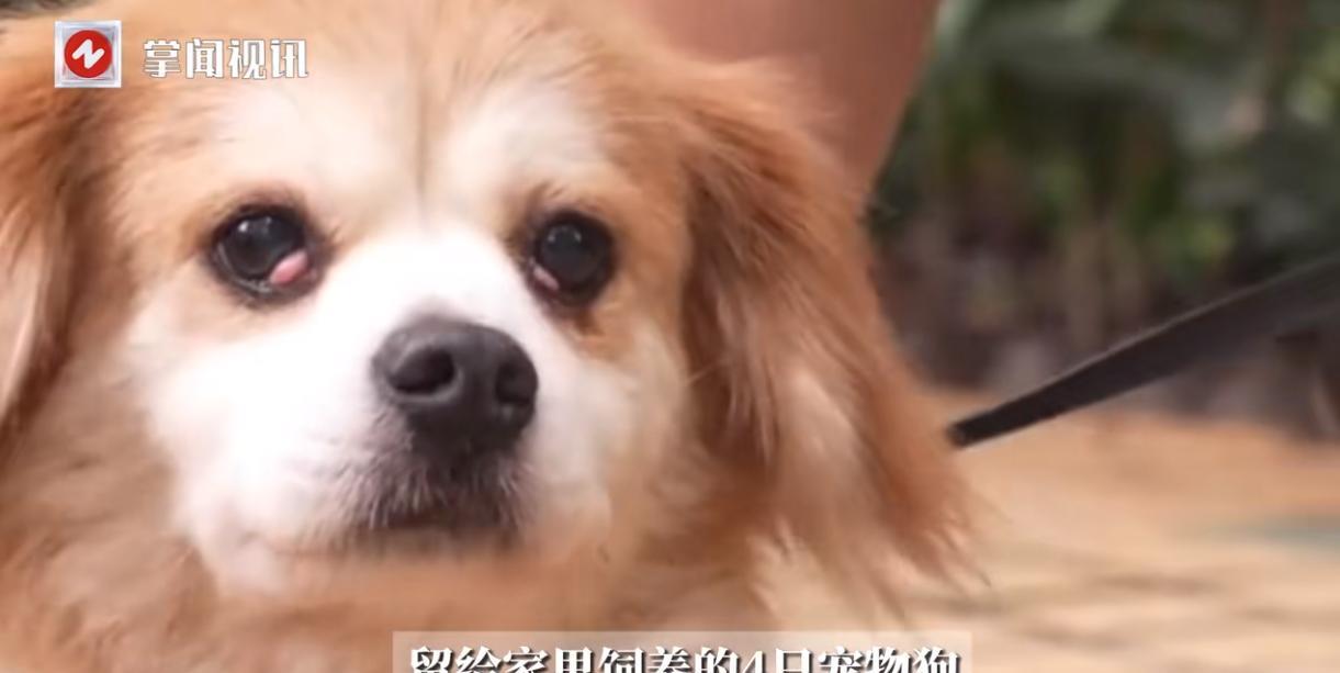 “活久见！”广东广州，一位52岁的大姐因为担心自己去世后，养的4只流浪狗没有人照