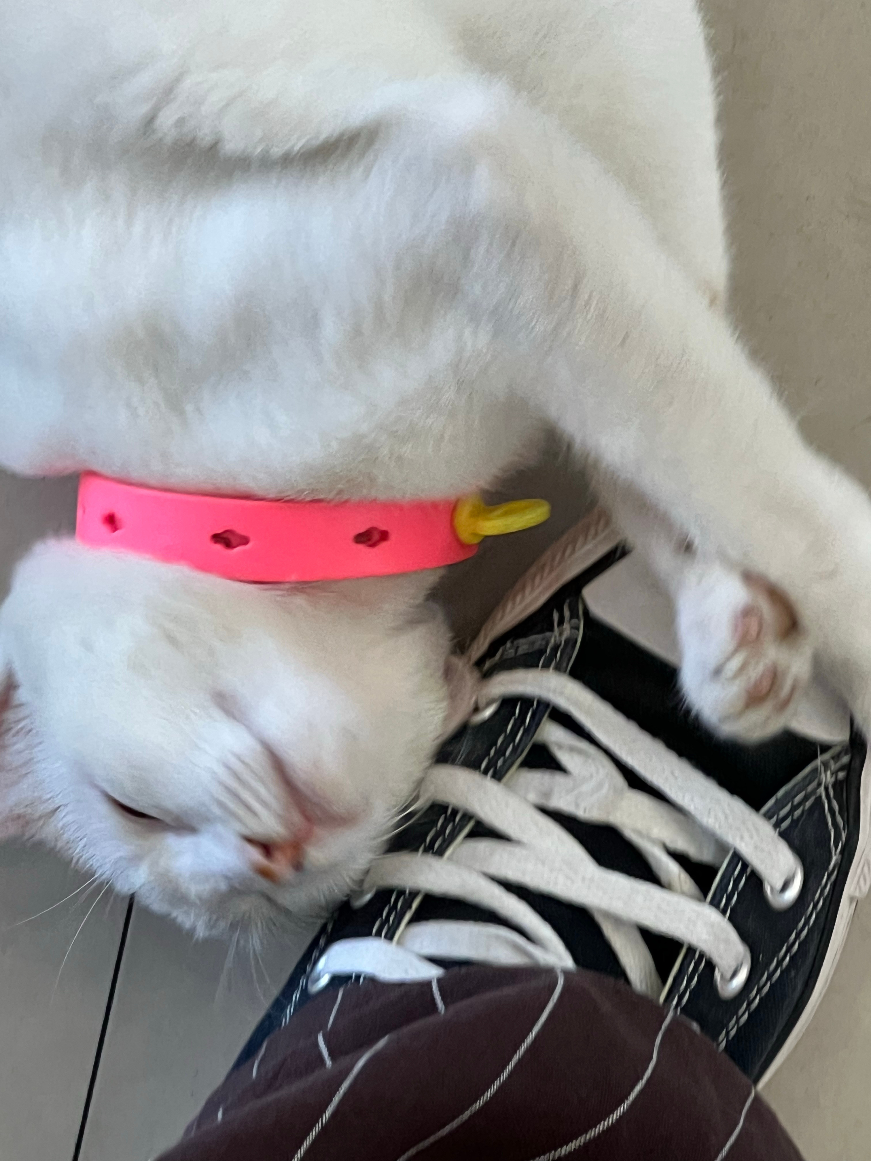 被猫咪带大的小狗第一次被小猫猫粘住了，萌萌哒动了想养猫的念头