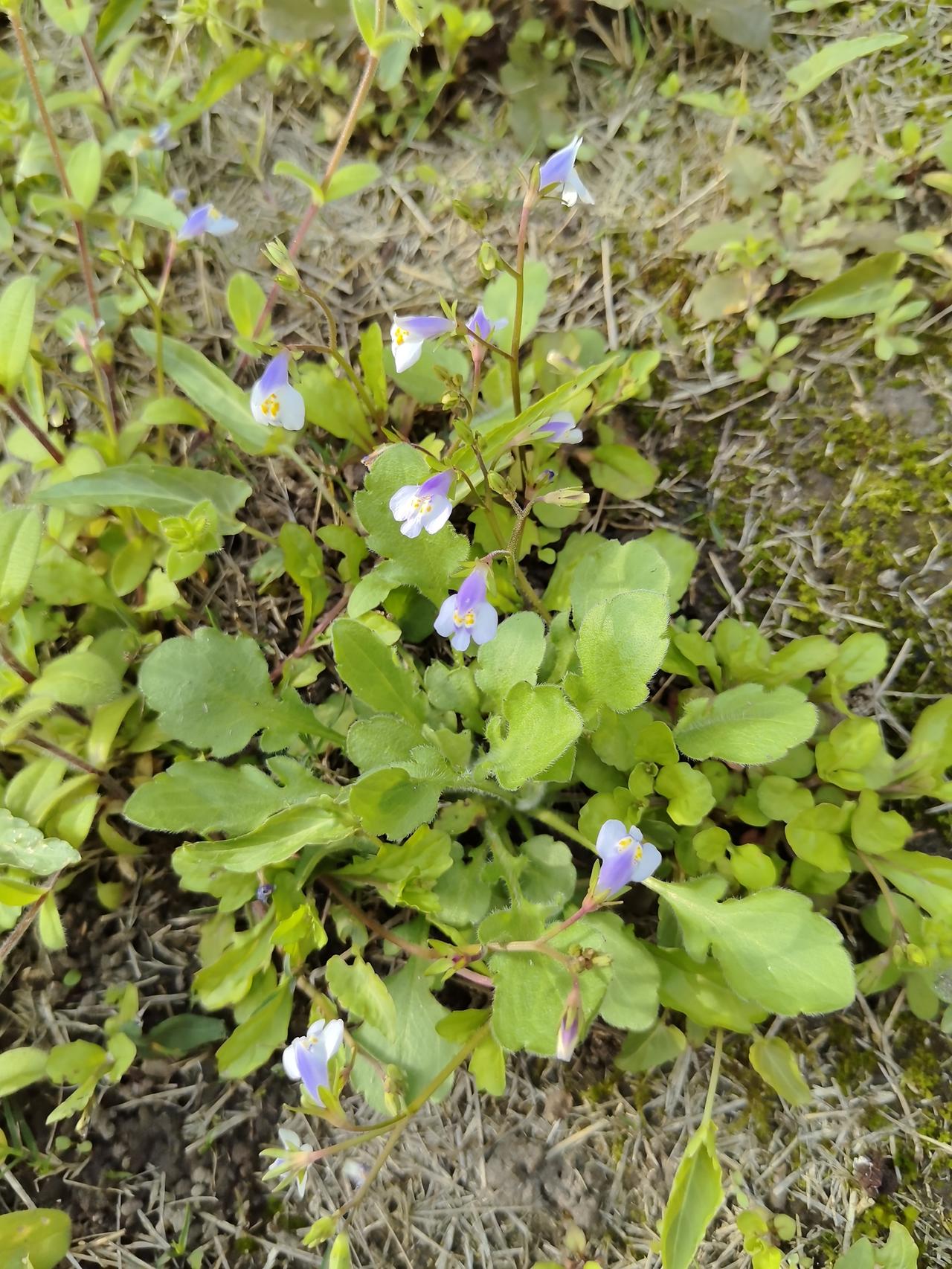 如果一对夫妻只生一孩，我不赞成让孩子随母姓。就算孩子爸愿意，我也不赞成；就算