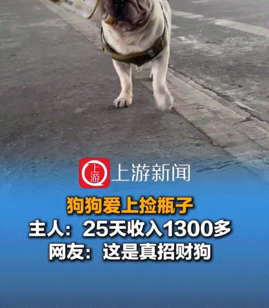 万万没有想到，广州一位狗主人养了一只狗子，不料狗子却爱上捡瓶子，每天至少出去三次
